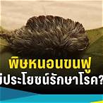 หนอน รักษา